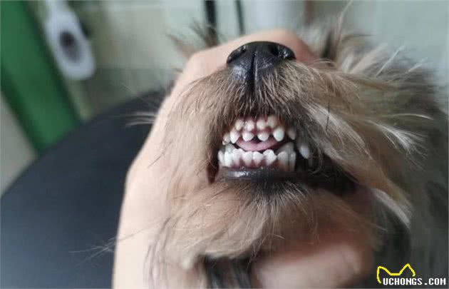 犬牙齿松动不容小视，只有幼犬是正常掉牙，别的都要去医院治疗