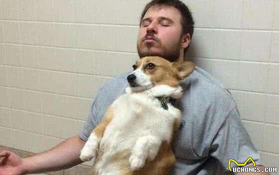 柯基犬的“5大好处”养过之后，就不想换狗狗了
