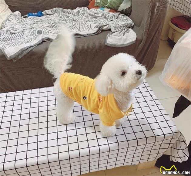 狗狗的尴尬期是什么时候？它们虽然变丑了，但依旧是我们的小可爱