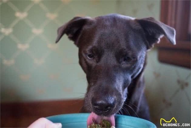 70%的主人都是给狗狗固定吃一种犬粮，这样做对狗狗好吗？