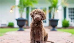 哪一种狗的基因这么强大：六种寻回猎犬，五种都有同样的祖先
