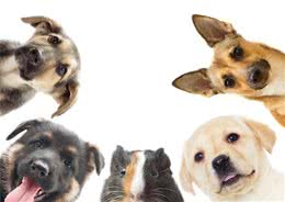 养狗必须要知道狗狗最害怕的东西，作为铲屎官的你了解你家狗狗吗