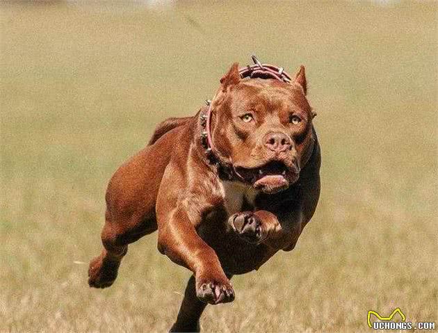 被称为世界第一猛犬的比特犬，残暴的性情真的是与生俱来的吗