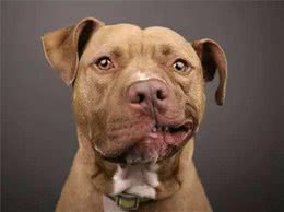 被称为世界第一猛犬的比特犬，残暴的性情真的是与生俱来的吗