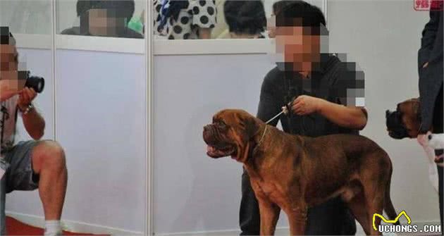法国捍勇沉稳的犬中大哥—波尔多獒犬