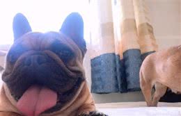 宠物犬牙齿全面护理方法