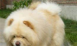 松狮犬适合家养吗松狮犬是很棒的家庭伴侣犬
