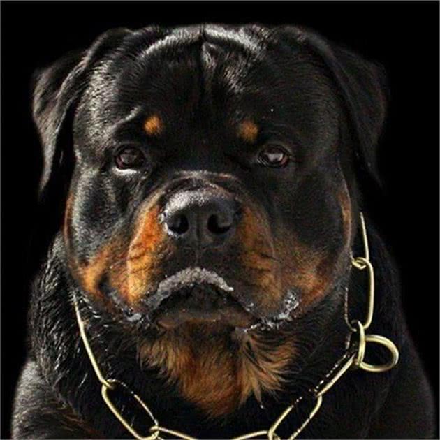 世界最强防暴犬—罗威纳犬：小偷的克星，匪徒的恶魔