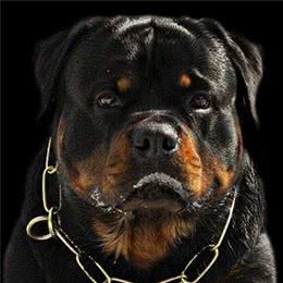 世界最强防暴犬—罗威纳犬：小偷的克星，匪徒的恶魔