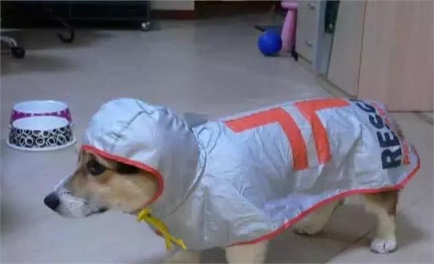 心灵手巧的铲屎官们给狗子做的奇葩雨衣