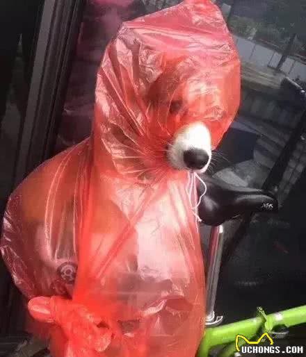 心灵手巧的铲屎官们给狗子做的奇葩雨衣
