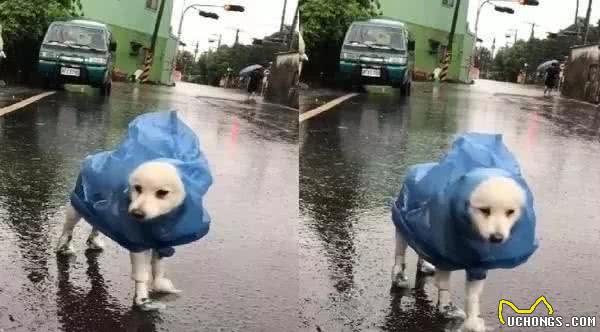 心灵手巧的铲屎官们给狗子做的奇葩雨衣