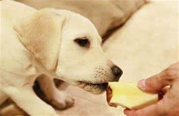 常常给犬喂食这5种食材，杀伤力好像巧克力！