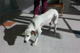 犬受伤该怎么救它？不然造成二次伤害，还要被狗咬！