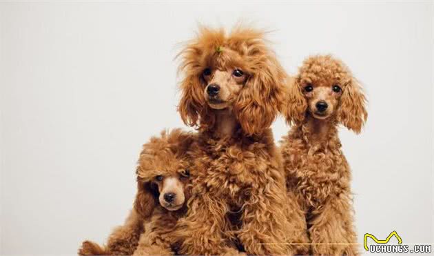 你家狗狗的智商是不是让你捉急?智商排名前十的狗狗你家有吗？