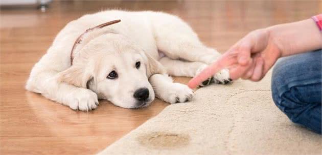 大小便定点训练完，狗狗还是乱撒尿？训犬师推荐按这7点做