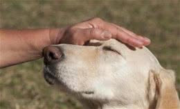 养狗，牢记这6“不要”，它将会受益一生！