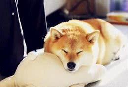 家里狗味太重，除臭剂究竟有没有用？那又怎么挑选好的除臭剂呢？