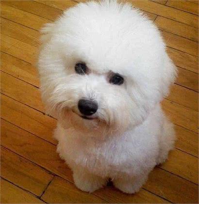 爱狗人士必看,比熊犬的饲养要点,这5个要点你做到了几个?