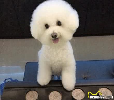 爱狗人士必看,比熊犬的饲养要点,这5个要点你做到了几个?