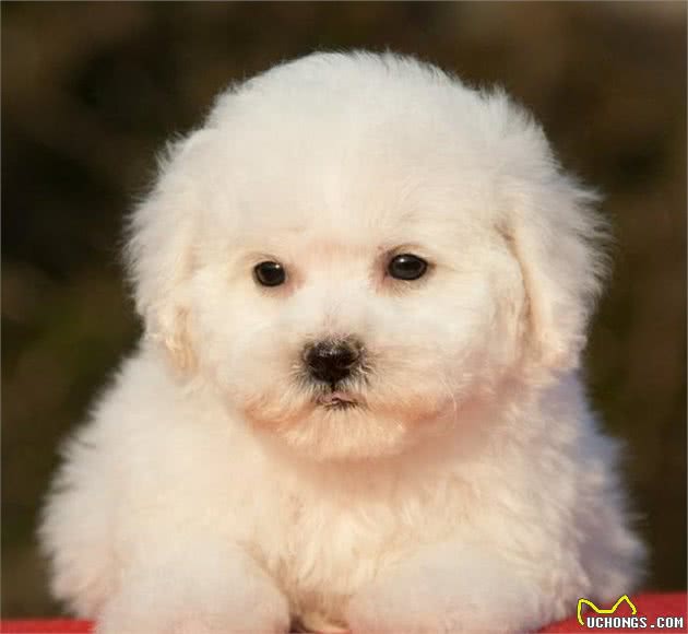 爱狗人士必看,比熊犬的饲养要点,这5个要点你做到了几个?