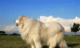 怎样改掉狗狗咬人的习惯