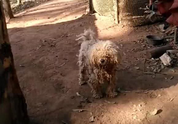 给乡下父母送了只比熊陪同犬，结果狗狗被养成了这样，心塞啊！