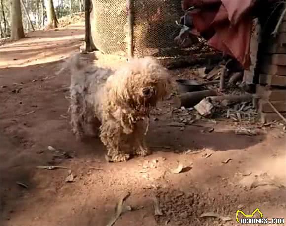给乡下父母送了只比熊陪同犬，结果狗狗被养成了这样，心塞啊！