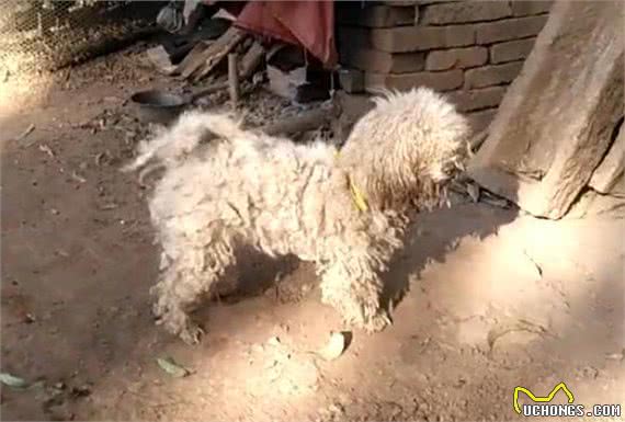 给乡下父母送了只比熊陪同犬，结果狗狗被养成了这样，心塞啊！