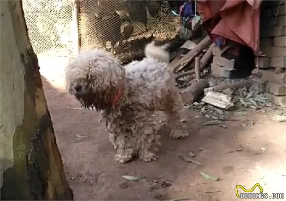 给乡下父母送了只比熊陪同犬，结果狗狗被养成了这样，心塞啊！