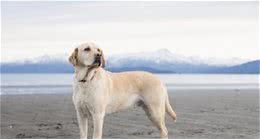 不养不知道，拉布拉多犬实在太能吃了！一百多斤胖狗的艰辛减肥之路