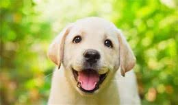 狗狗高兴的10个信号，您一定得知道哦