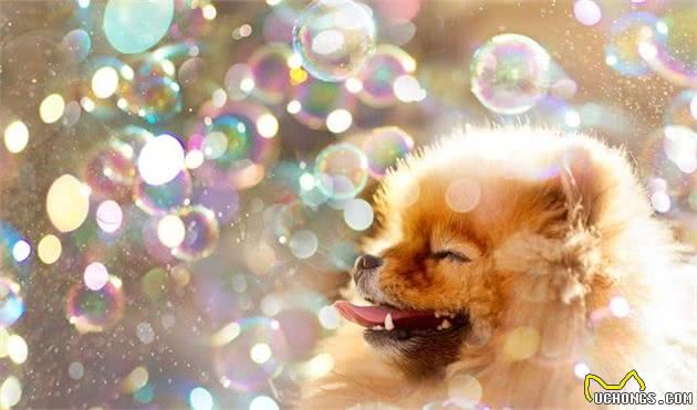辟谣：雌性犬在绝育之前应当先生一窝，相反，想绝育要趁早