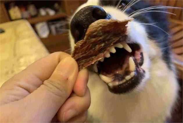 给狗吃零食的注意事项
