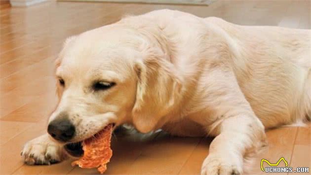 给狗吃零食的注意事项