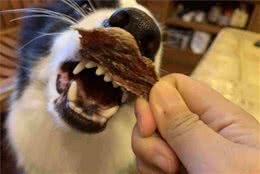 给狗吃零食的注意事项