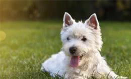 幼犬不懂得出门的乐趣，所以抗拒出门？这些方法能够帮你训练它们