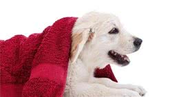 怎么判别狗狗生病了，这些症状够你了解