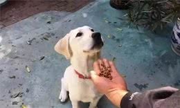 狗狗吃不下东西还呕吐？小心是巨大食管症，主人又该如何喂饭？