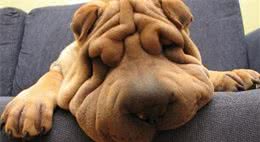 沙皮犬好养吗饲养沙皮犬一定得有足够的时间