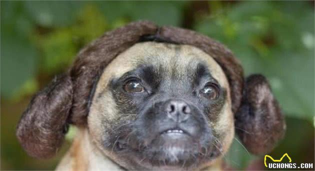 巴哥犬饲养讲究多，主人千万别犯这些错误，对它有害