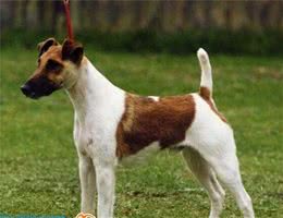 动物星球·世界名犬赏析—平毛猎狐犬！