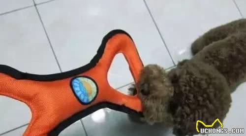 狗狗咬家具咬东西怎么办？