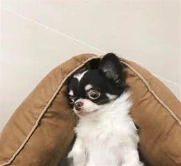 狗对主人的依恋是群居动物的天性，还是对主人确实有感情？