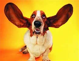 解密狗狗各部位动作—耳朵