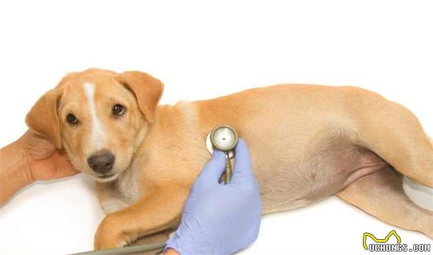 犬细小病毒有多可怕?新手需要了解这些,不然极可能会害了狗狗