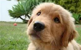 铲屎官们，你家狗狗爱妒忌吗