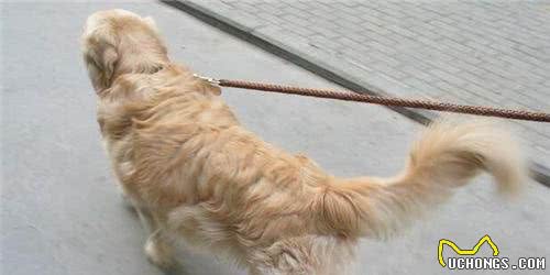 金毛寻回犬能看家么金毛寻回犬不适合看家