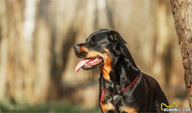 为什么被禁养的“罗威纳犬”，人气还这么高？因为这6点让人心动