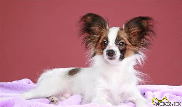 蝴蝶犬那么聪明漂亮，却很少有人养，原来是因为这6个原因！